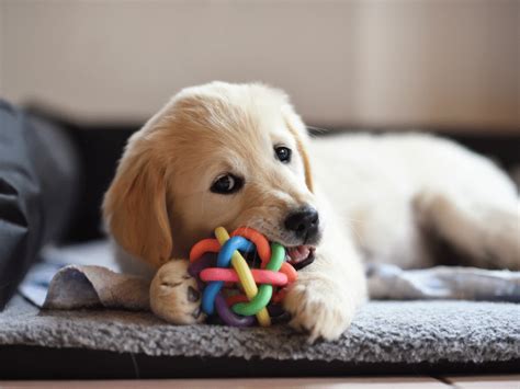 10 Best Interactive Dog Toys to Keep Even the Smartest Pooches Busy