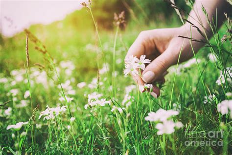 Woman Picking Up Flowers On A Meadow, Hand Close-up. Vintage Light ...