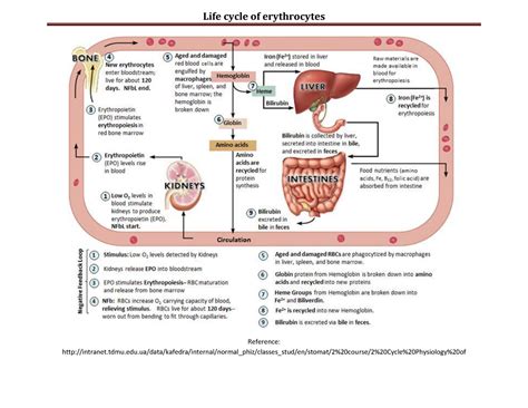 Life Cycle Of Red Blood Cells Diagram