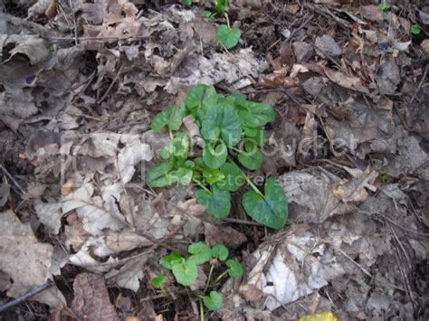 Woodland plants - identification please!