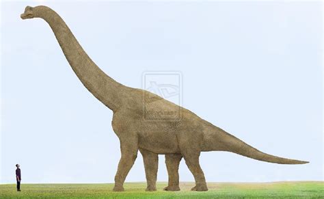 Brachiosaurus Pictures & Facts - The Dinosaur Database