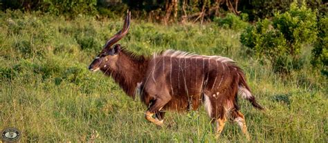 BushBuck Facts - Hluhluwe Game Reserve