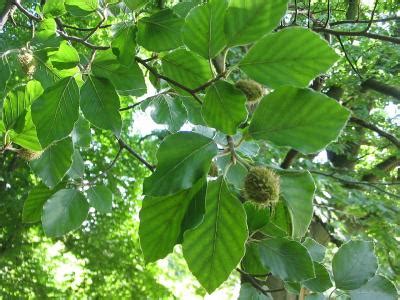 Hêtre commun (Fagus sylvatica) : taille, bouturage, entretien