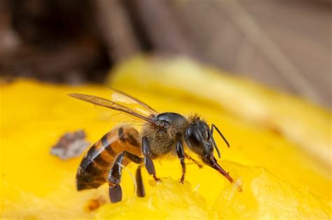 Premium Photo | Close up bee extracting pollen from flower