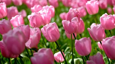 Colorful Flowers In Paris Garden During Spring, France. Spring Flowers In A Beautiful Sunny Day ...