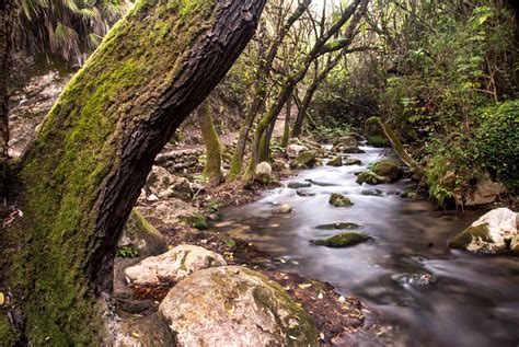 Cádiz | El Bosque