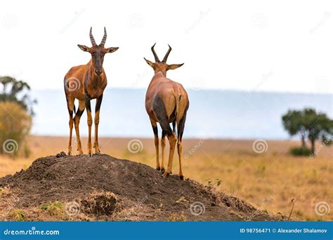 Topi antelope in Kenya stock image. Image of nature, bush - 98756471