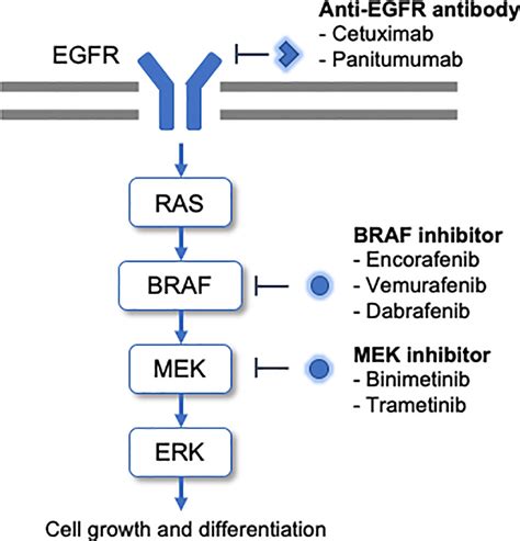 Frontiers | Management of BRAF Gene Alterations in Metastatic Colorectal Cancer: From Current ...