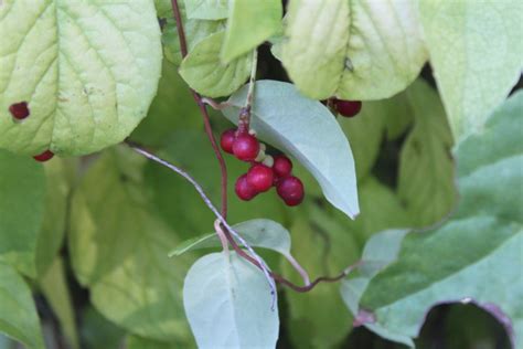 Photo #42361 | Schisandra chinensis | plant lust