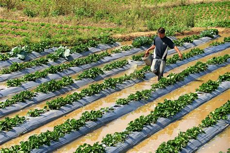 Mulching: the 100% natural technique used in organic farming