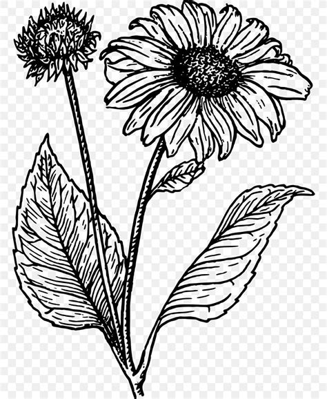 Common Sunflower Line Art Drawing Clip Art, PNG, 760x1000px, Common Sunflower, Area, Artwork ...