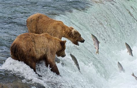 Two Brown Bears Catching Salmon At by Keren Su