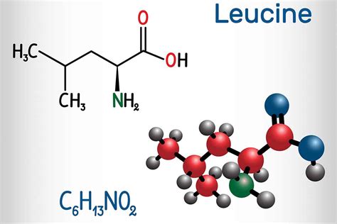 Leucina: Requisitos, Benefícios e Fontes de Alimentos - Estilo de Vida Carnívoro