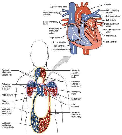 Difference Between Pulmonary Artery and Pulmonary Vein | Pulmonary Artery vs Pulmonary Vein