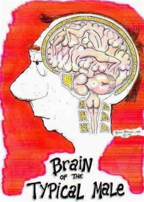 Men's brain | Psychology humor, Funny pictures, Brain