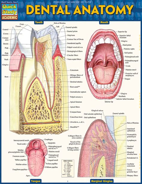 Dental Anatomy (Book) - Walmart.com - Walmart.com