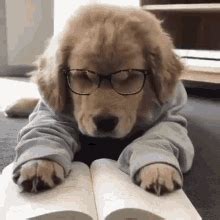 Cute Puppy GIFs | Tenor