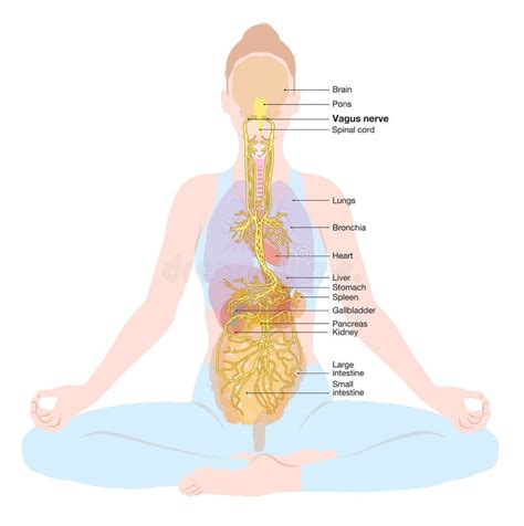 Vagus Nerve Anatomy