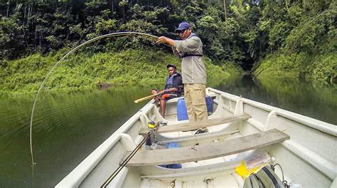 Fly-fishing for giant snakehead (toman)