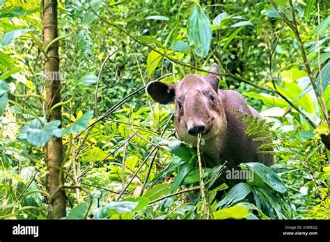 Volcan tenorio national park wildlife hi-res stock photography and ...