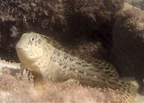 Blenny – Belly blenny – Sea Stuff