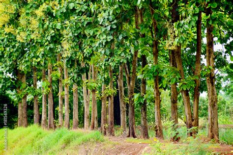 Teak wood in the forest - Buy this stock photo and explore similar images at Adobe Stock | Adobe ...