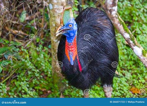 Cassowarie of Papua stock photo. Image of maluku, northeastern - 266071722