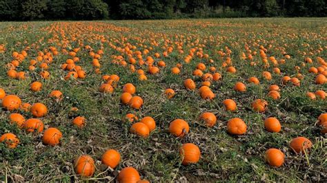 Pumpkin Farm - Matthews Family Christmas Tree Lot | Pumpkin field ...