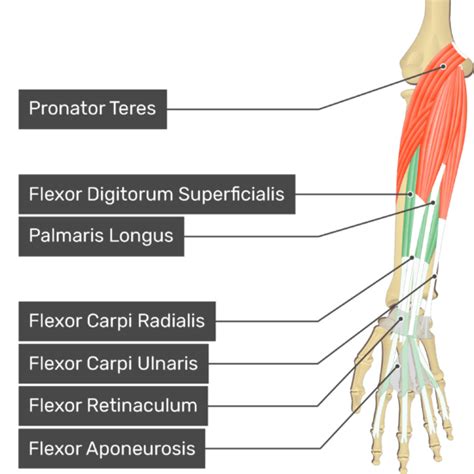 Flexor Digitorum Superficialis Muscle | GetBodySmart