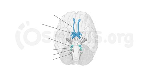 Cranial nerve pathways | Osmosis