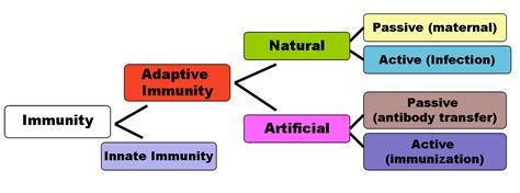 Types of immune system- Active and passive immunity | Byju's