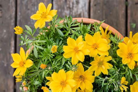 How to Grow and Care for Bidens