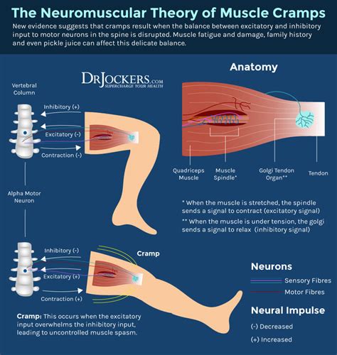 Nighttime Leg Cramps: Causes and Solutions - DrJockers.com