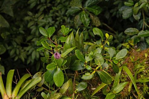 Rainforest Plants in the Monteverde Rigion in Costa Rica Stock Image - Image of flower, jungle ...