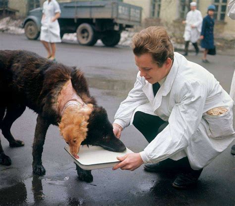 Il cane a due teste di Demikhov, medico russo avanguardista