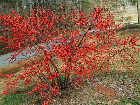 Winterberry Holly is popular shrub in USA. It grows in the area of partial shade or full sun ...