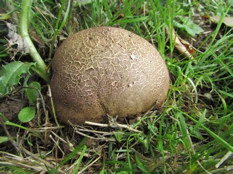 Common Earthball