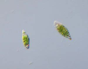 19 Fascinating Facts About Euglena: Exploring the Wonders of Nature - Facts.net