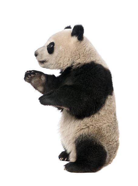 1,200+ Panda Standing Up Stock Photos, Pictures & Royalty-Free Images - iStock