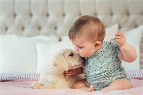 Introducing a Baby to a Dog - Pet Friendly House