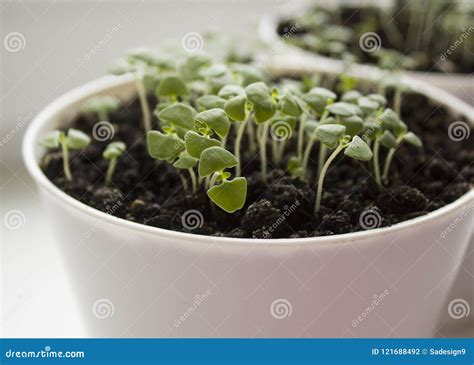 Basil Seedlings in White Pot. Green Seedlings Aromatic Herb, Young ...