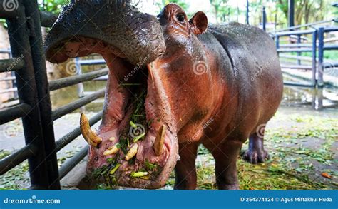 Hippo Eats Grass with Its Mouth Wide Open Stock Photo - Image of mammal, animals: 254374124