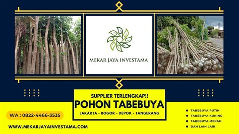 0822–4466–3535, Jual Pohon Tabebuya Jakarta : Tinggi 1 Sampai 5 Meter ...