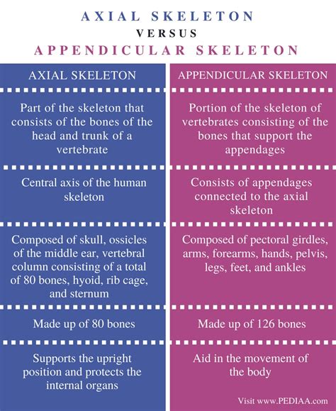 Difference Between Axial and Appendicular Skeleton - Pediaa.Com