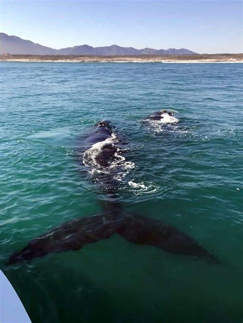 Whale Watching Gansbaai | South africa travel, Africa travel, Gansbaai