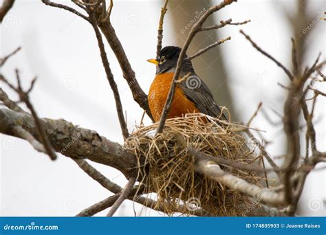 Red Breasted Robin Singing a Song in a Small Bird`s Nest Stock Image - Image of sunset ...