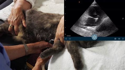 Clarius Vet - Cat Cardiac Ultrasound Tutorial - YouTube