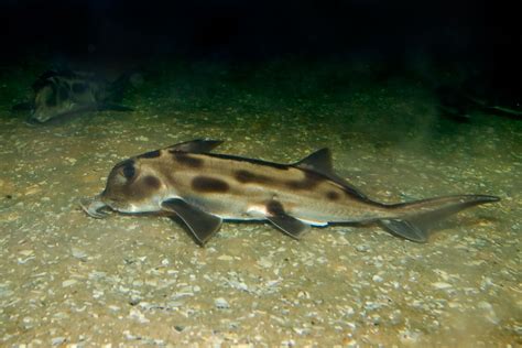File:Elephant shark melb aquarium.jpg - Wikimedia Commons