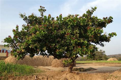 Cashew Plant Harvest