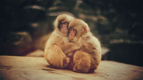 Download Animal Japanese Macaque Snow Monkey HD Wallpaper